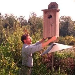 thumbnail for publication: The Wood Duck